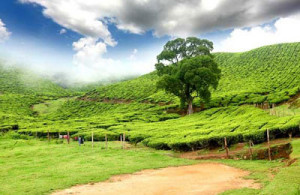 South India tour package-My Tour To India
