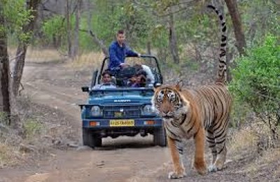 Wildlife Tour Ranthambhore